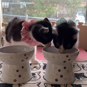 お食事タイム♪の画像