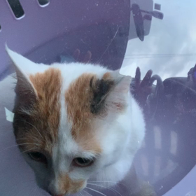 子猫の画像