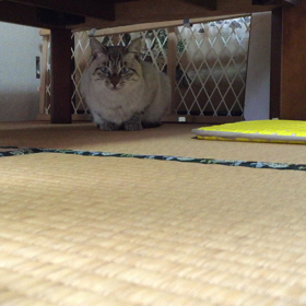 今日のミシャの画像