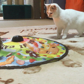 子猫の画像