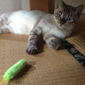 今日のミシャ 猫じゃらしの画像