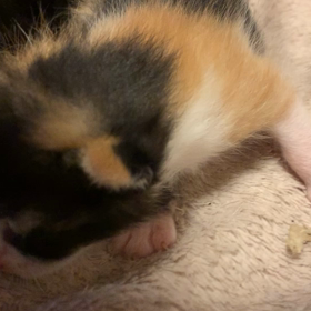 ねこの画像
