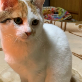 子猫の画像