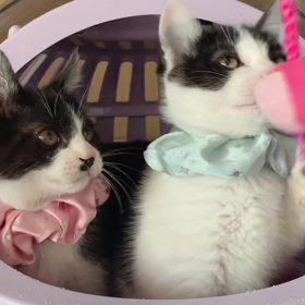 里親さま募集中の子猫ですの画像