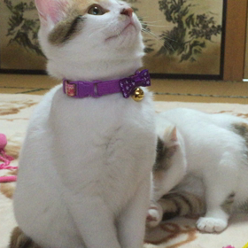 子猫の画像
