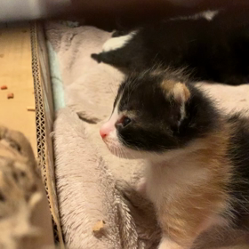 ねこの画像