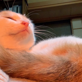 今日のさくらの画像