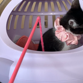 子猫　女の子♡ ※1/8訂正します男の子でしたの画像