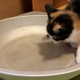 子猫の画像