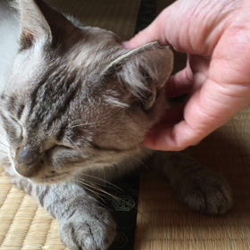 最近のミシャの画像