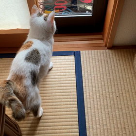 今日のさくらの画像