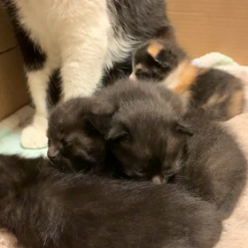 ねこの画像
