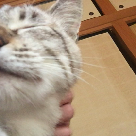 ミシャお見合い予定ですの画像