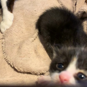 ねこの画像