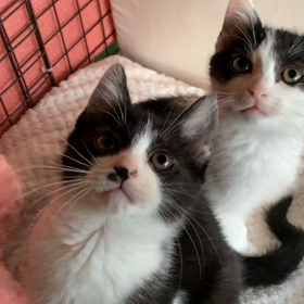 子猫♡里親さん募集中ですの画像