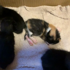 ねこの画像