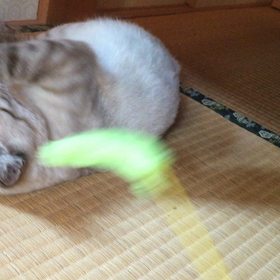 猫じゃらしとフミフミの画像