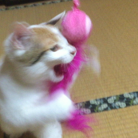 子猫の画像
