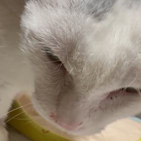 保護猫しろたの闘病日記のサムネイル画像