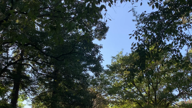 □癒しの公園♩の記事動画