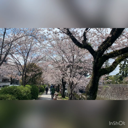 □満開の桜❀︎小田原城へ✩︎⡱の記事動画