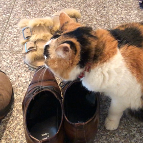 パパの最後の出勤をお見送りするモンちゃん(^^)   動画ありの画像