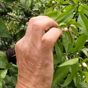 まどんなの摘蕾の画像
