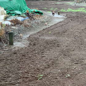 はげタヌキ物語（前編）の画像