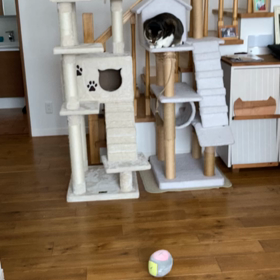 今日はニャンコの日の画像