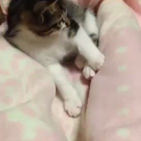 すっかり愛猫家の画像