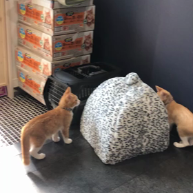猫が喋る動画2の画像