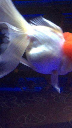 アフロヘアーのキモカワ金魚の記事動画