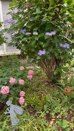 my gardenの記事動画