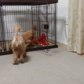 初動画☆の画像