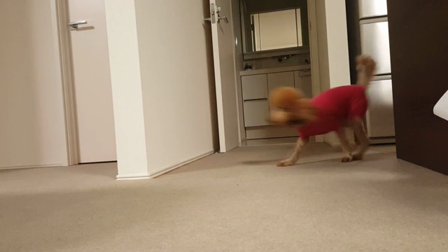 また始まった☆の記事動画
