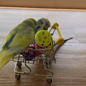 インコ達とショッピングカートの画像