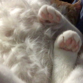 9月7日 ミニとにゃん太 zzz 動画の画像