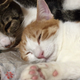 10月23日 動画 デニとにゃん太と私(の手)の画像