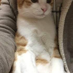 10月23日 動画 にゃん太と私の画像