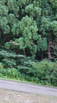 山に行ってきたの記事動画