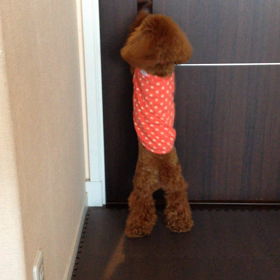 ミンちゃん、初動画の画像