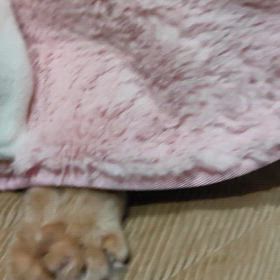 かわゆ♡の画像
