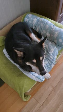 イオン秦野とお父ちゃんの帰宅の記事動画