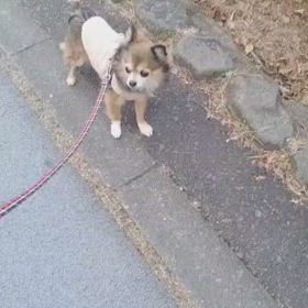 歩くのイヤイヤするジュジュのお散歩動画の画像