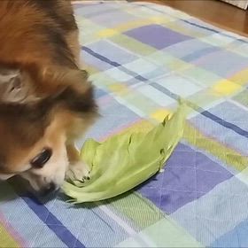 キャベツ大好きなジュジュの画像