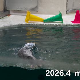 行って来ました~鳥羽水族館vol.1 その７【I極地の海】ラッコ2回目の画像