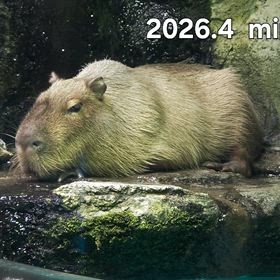 行って来ました~鳥羽水族館vol.1 その１０【Fジャングルワールド】カピバラ、マナティの画像