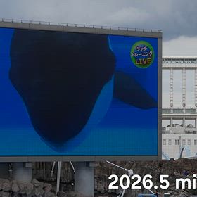 行って来ました~名古屋港水族館vol.7 その４ シャチのトレーニング②の画像