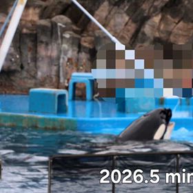 行って来ました~名古屋港水族館vol.7 その３ シャチのトレーニング①の画像