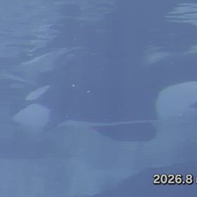行って来ました~名古屋港水族館vol.8 その３ 北館シャチプールの画像